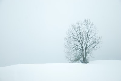 雪地中间裸露的树